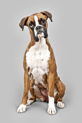 What are some characteristics of a boxer/Weimaraner mix?