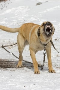Dog Aggression