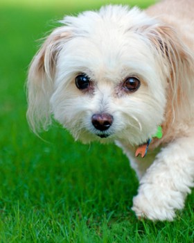What are the characteristics of a Maltipoo?