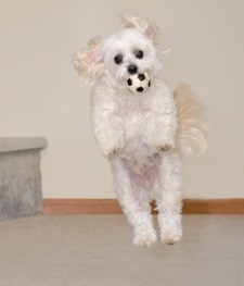 What are the characteristics of a Maltipoo?