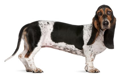Why do basset hounds smell bad?