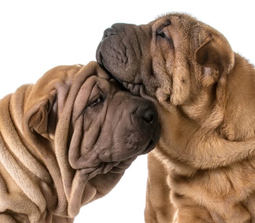 The Chinese Shar-Pei: All You Need To Know About This Dog ...