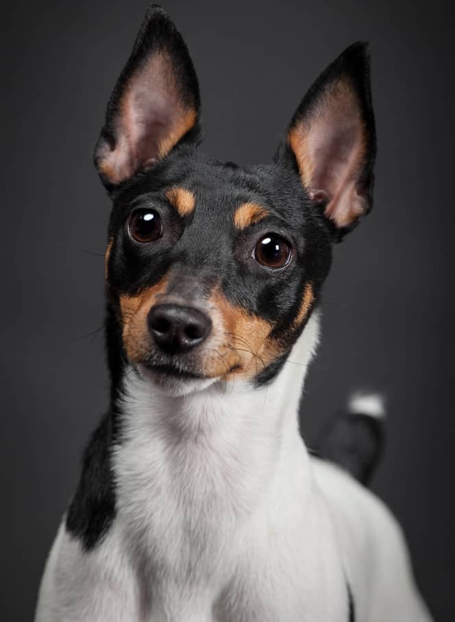 6 Things You Must Know About The Toy Fox Terrier Temperament