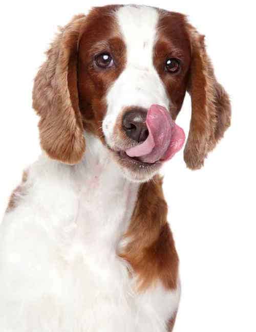Welsh Springer Spaniel Temperament: What's It Like & Why ...