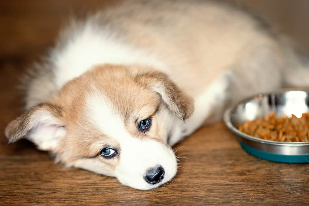 Photo de nourriture pour chien mignon chiot suralimentation et pose en regardant la caméra.  La nourriture sèche et le chien qui mange beaucoup