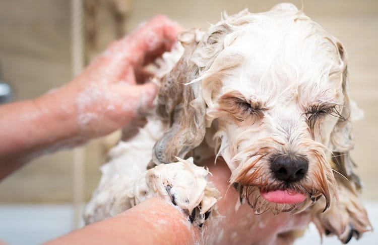 Photo de shampooing pour chien