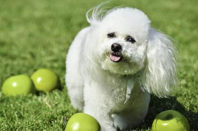 Photo of Bichon Frise With Green Apples on Lawn | Dog Temperament