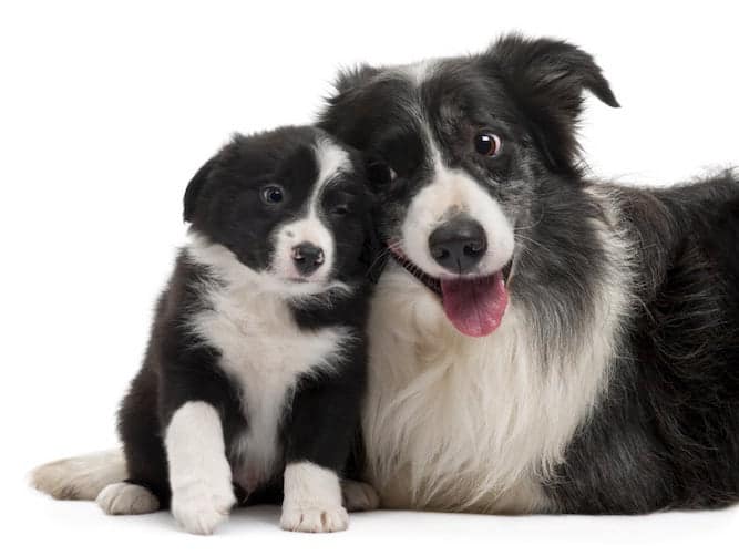 Know The Border Collie Temperament And Don T Get Out Smarted