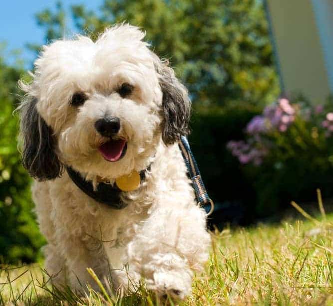 havanese dog intelligence