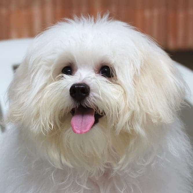 maltese dog information