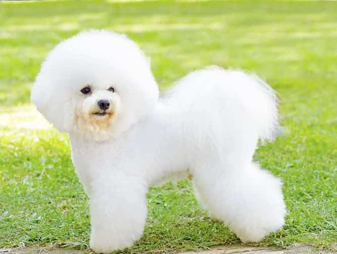 6 Easy Tips For Awesome Bichon Frise Grooming
