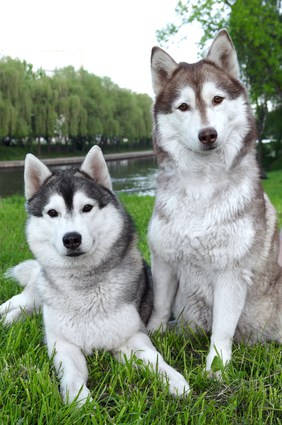The Alaskan Malamute Temperament is Not for the Fainthearted