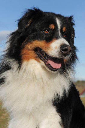 buffet chef frustrerende Australian Shepherd Temperament: Are you Ready for a Canine Genius?