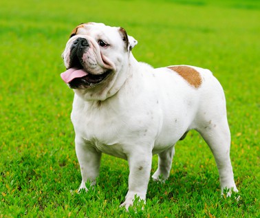 English Bulldog Price Tips What S The True Cost Of An English Bulldog