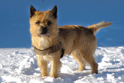 The Cairn Terrier Temperament A Real Life Toto