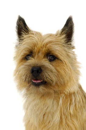 toto dog breed