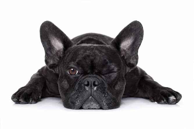 French Bulldog Temperament - Do You Know What To Expect?