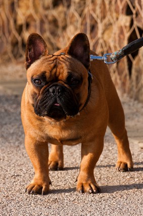 French Bulldog Temperament - Do You Know What To Expect?