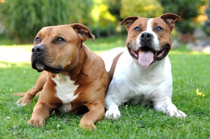 american staffordshire terrier with other dogs