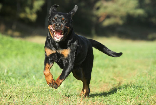 types of aggressive dogs
