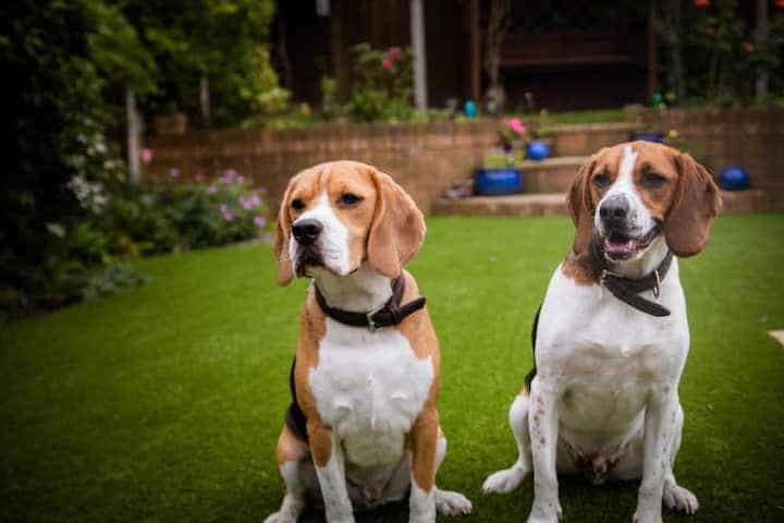 beagle and heeler mix