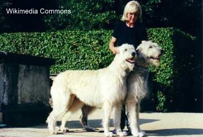 irish wolfhound with kids