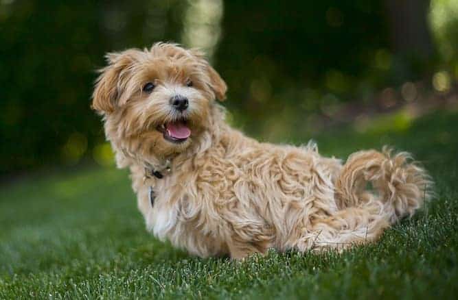 maltipoo grown