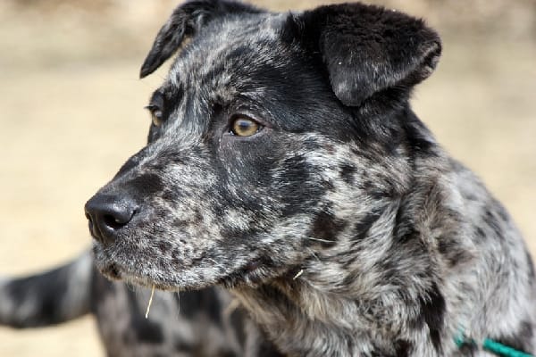 catahoula border collie mix for sale
