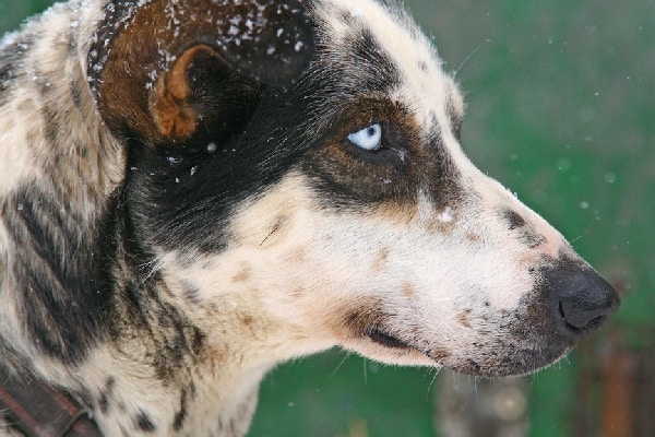 Catahoula Leopard Dog Temperament You Can't Touch This...