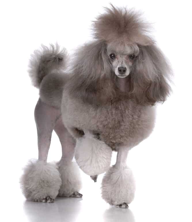 do toy poodles shed