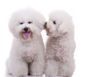 6 Tips To Guarantee The Best Bichon Frise Price