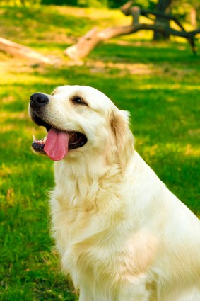 acrivastine for dogs