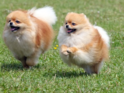Onwijs 7 Things About the Pomeranian Temperament You Must Know VR-37