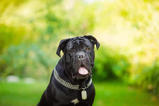 Understanding The Cane Corso Temperament Trainable Stable