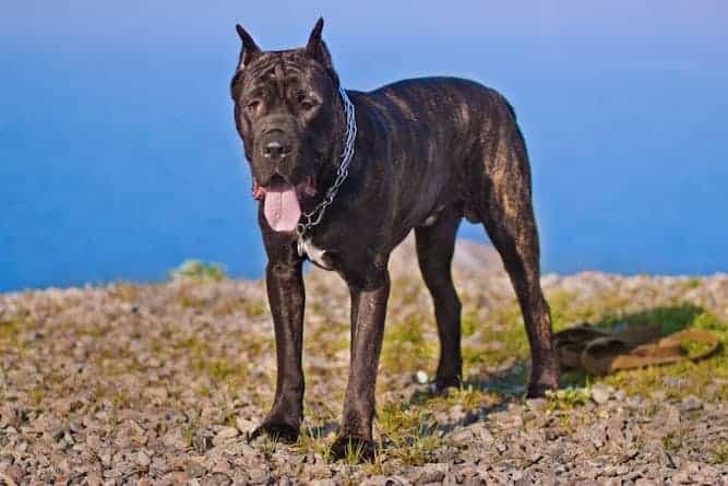 Italian Mastiff Growth Chart