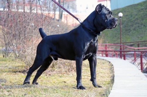 Understanding The Cane Corso Temperament Trainable Stable