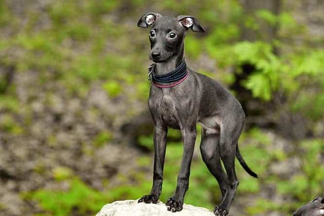 The Italian Greyhound Temperament - What's So Special About It?