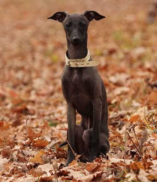 italian greyhound breed info