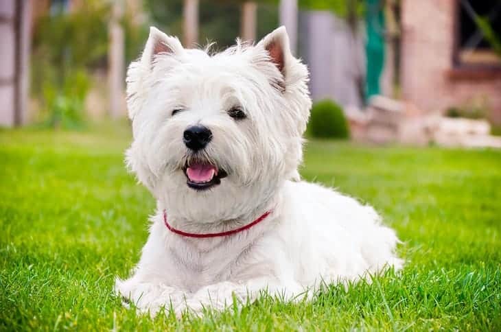 west highland white terrier for sale near me