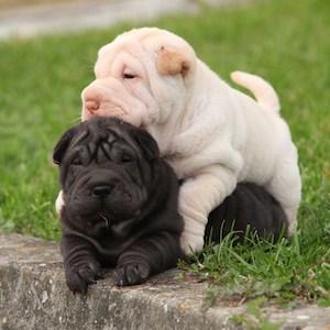 Want To Know About The Chinese Shar Pei Temperament