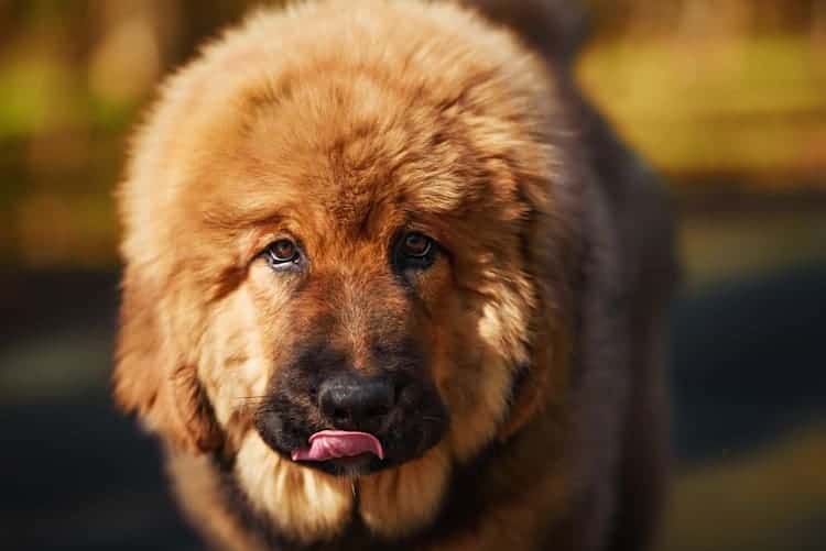 a tibetan mastiff dog