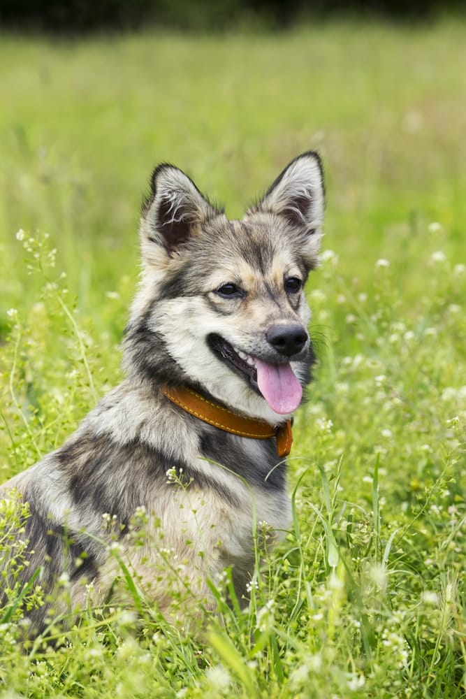 swedish vallhund for sale