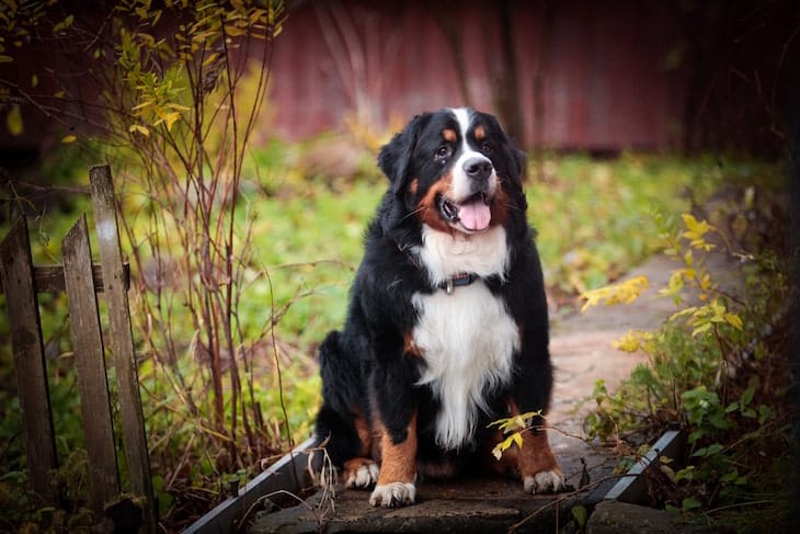 Bernese Mountain Dog Price and Cost (IMPORTANT TIPS TO KNOW)