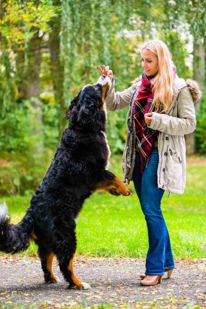 average size of bernese mountain dog