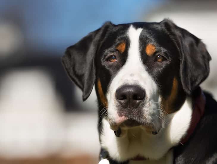 entlebucher mountain dog mix