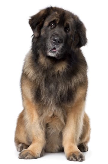 leonberger puppy cost