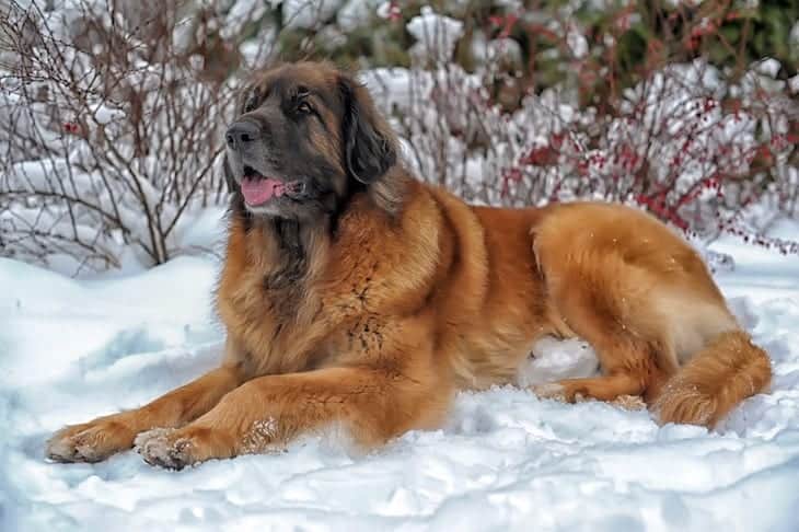 Leonberger Temperament, Tips and How To Own This Rare Dog ...
