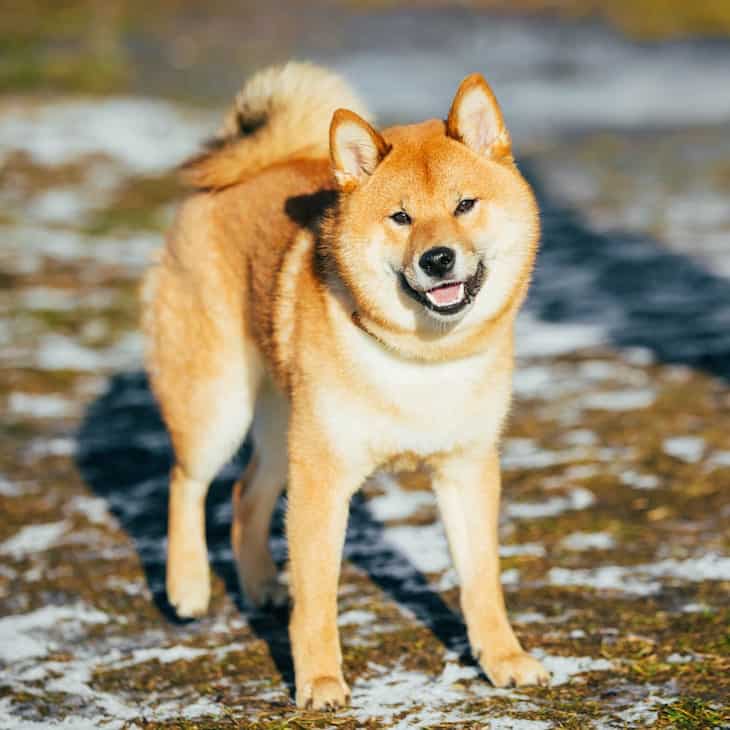 Shiba Inu Price Puppy Adoption Breeders What They Cost To Own