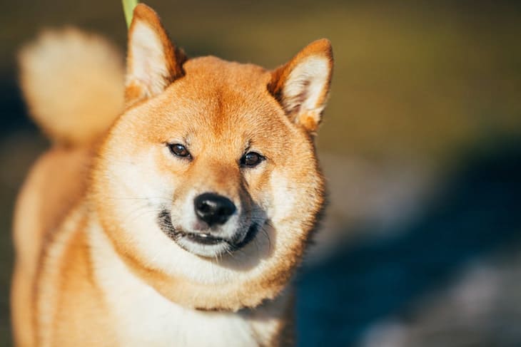 Shiba Inu Price Puppy Adoption Breeders What They Cost