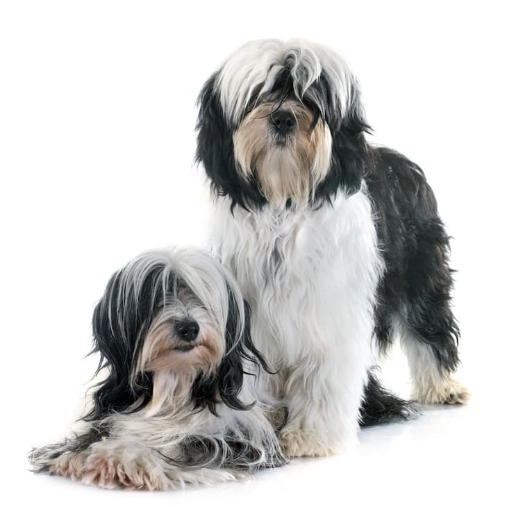 tibetan terrier puppy price